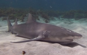 Tubarão descansando no Buraco da Raquel. Mesmo com o metabolismo baixo, mantém alerta. Foto: Leonardo Veras/Acervo Pessoal