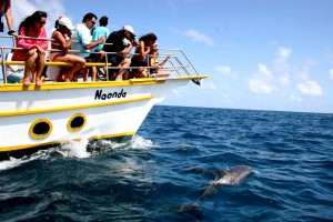 Golfinhos costumam aparecer para os turistas nos passeios de barco. Foto: Antônio Melcop/Administração de Fernando de Noronha