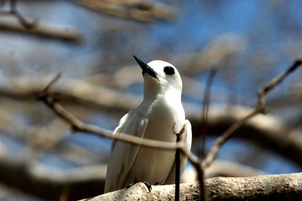Noivinha é uma das aves mais conhecidas de Noronha. Foto: Antônio Melcop/Divulgação