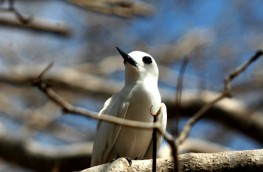 Noivinha é uma das aves mais conhecidas de Noronha. Foto: Antônio Melcop/Divulgação